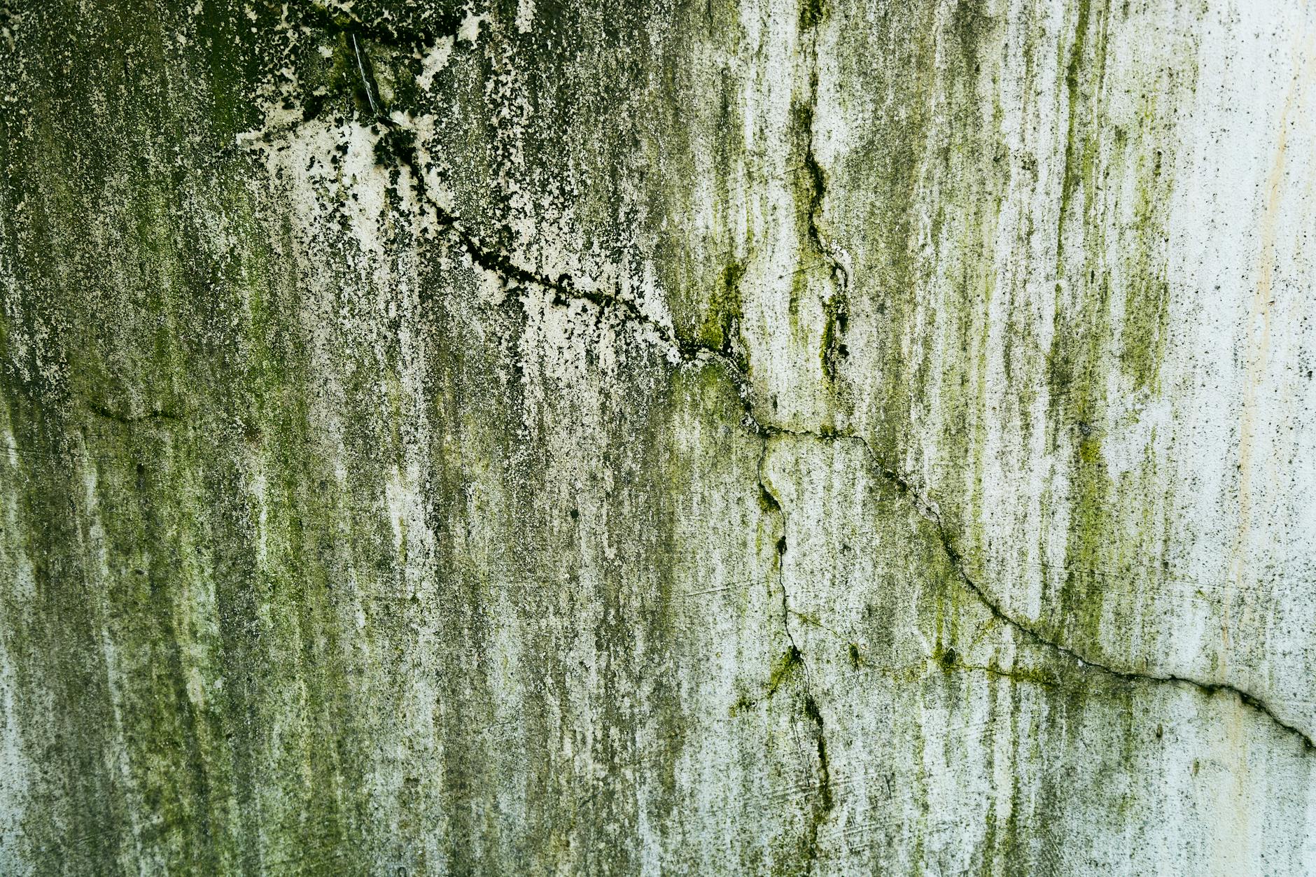 Clear Path Mold Removal — Austin